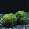 Jumbo Mooskugel Größe XXL Ab 8 Cm / Aegagropila Linnaei - Marimo Moos Ball