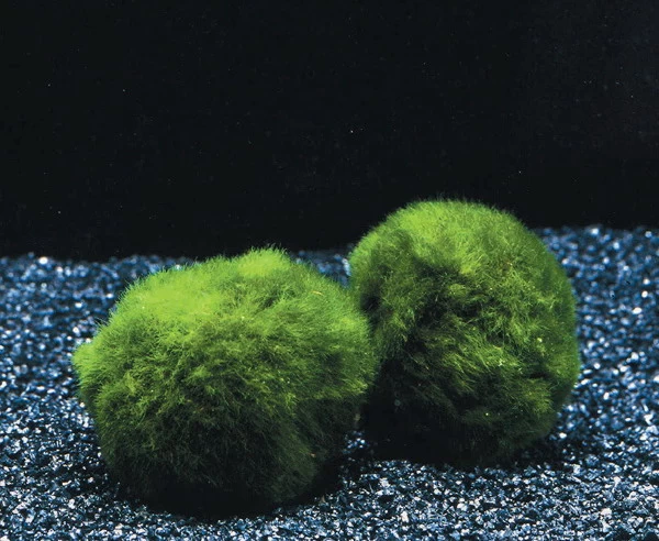 Mooskugel Größe XL 5-7 Cm / Aegagropila Linnaei - Marimo Moos Ball 1 Mooskugel Größe XL 5-7 Cm / Aegagropila Linnaei - Marimo Moos Ball