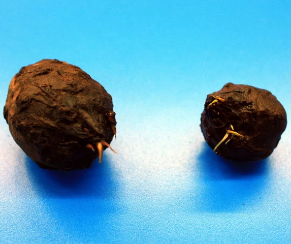 Roter Tigerlotus Knolle+Trieb / Nymphaea Lotus Var. Rubra 1 Roter Tigerlotus Knolle+Trieb / Nymphaea Lotus Var. Rubra