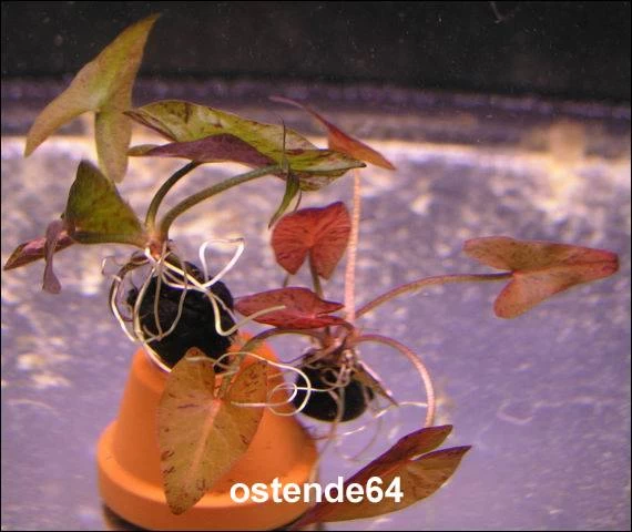 Roter Tigerlotus Knolle+Trieb / Nymphaea Lotus Var. Rubra 2 Roter Tigerlotus Knolle+Trieb / Nymphaea Lotus Var. Rubra – Bild 2