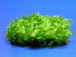 Monosolenium Tenerum / Großes Teichlebermoos - Pelia (Pellia) Polster 110 X 80 Mm, Moos 6 Monosolenium Tenerum / Großes Teichlebermoos - Pelia (Pellia) Polster 110 X 80 Mm, Moos -Qualitätsgeschäft Für Garten Und Outdoor M002T 1 3