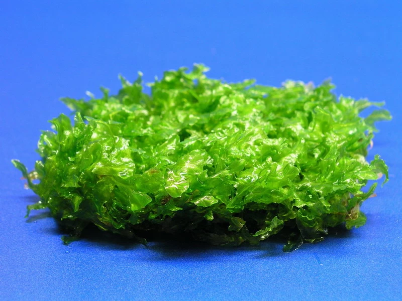 Monosolenium Tenerum / Großes Teichlebermoos - Pelia (Pellia) Polster 110 X 80 Mm, Moos 3 Monosolenium Tenerum / Großes Teichlebermoos - Pelia (Pellia) Polster 110 X 80 Mm, Moos – Bild 3