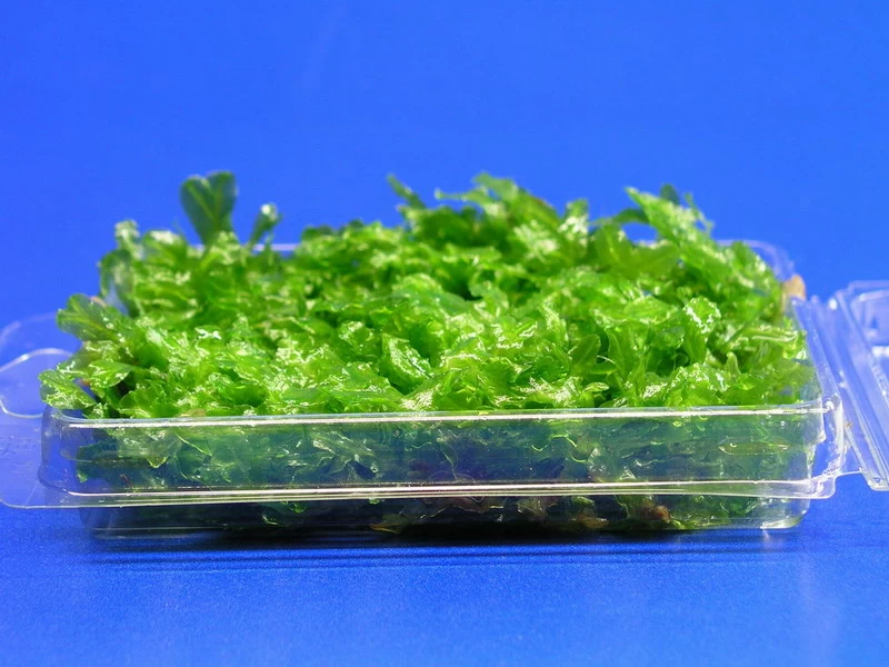 Monosolenium Tenerum / Großes Teichlebermoos - Pelia (Pellia) Polster 110 X 80 Mm, Moos 4 Monosolenium Tenerum / Großes Teichlebermoos - Pelia (Pellia) Polster 110 X 80 Mm, Moos – Bild 4