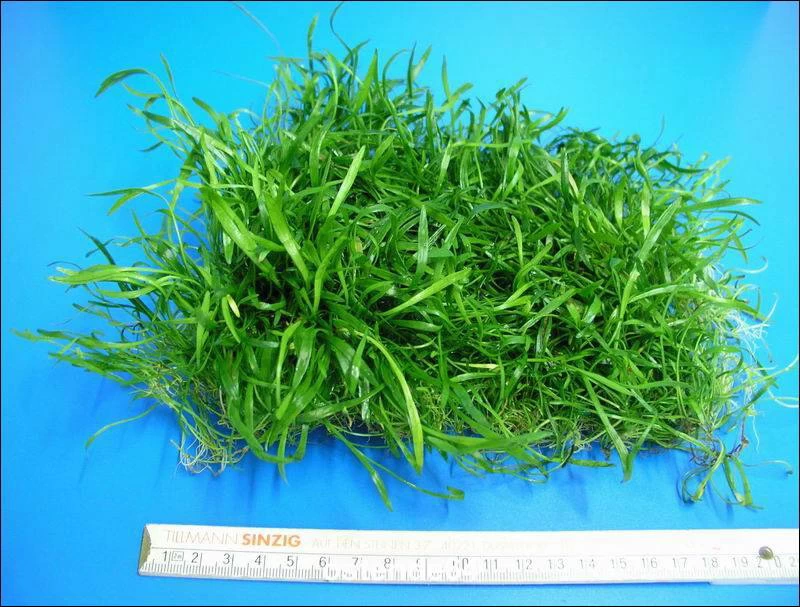 Neuseelandgras - Schöne Dichte Matte 150x120 Mm / Lilaeopsis Novae Zelandiae 2 Neuseelandgras - Schöne Dichte Matte 150x120 Mm / Lilaeopsis Novae Zelandiae – Bild 2