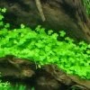 Hydrocotyle Cf. Tripartita Auf Matte Ca. 130 X 100 Mm