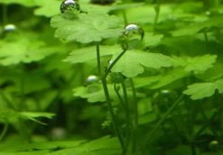 Hydrocotyle Cf. Tripartita Auf Matte Ca. 130 X 100 Mm -Qualitätsgeschäft Für Garten Und Outdoor M595BL 1 5