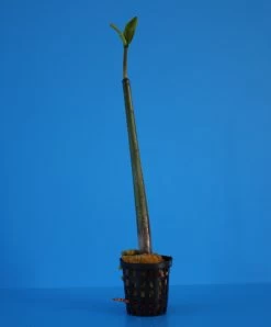 Rote Mangrove / Rhizophora Mangle (Jungpflanze) Mit Wurzel Und Austrieb -Qualitätsgeschäft Für Garten Und Outdoor MA2 OK 1 3