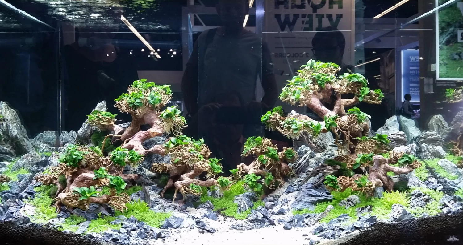 Aqua-Bonsai Wurzel Medium - Aquascaping Drachenbaum Traumwurzel Mittel 2 Aqua-Bonsai Wurzel Medium - Aquascaping Drachenbaum Traumwurzel Mittel – Bild 2