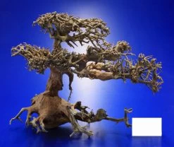 Aqua-Bonsai Wurzel Medium - Aquascaping Drachenbaum Traumwurzel Mittel 9 Aqua-Bonsai Wurzel Medium - Aquascaping Drachenbaum Traumwurzel Mittel -Qualitätsgeschäft Für Garten Und Outdoor PH065 AO 1 7 3