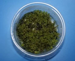 In-Vitro Kriechsternmoos / Plagiomnium Affine