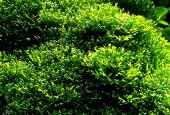 XL In-Vitro Kleines Teichlebermoos / Riccia Fluitans, Moos