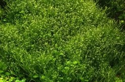 XL In-Vitro Kleines Teichlebermoos / Riccia Fluitans, Moos -Qualitätsgeschäft Für Garten Und Outdoor R DZ 1 3