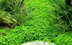 50 Wasserpflanzen, 5 Bunde Und 3 Topfpflanzen Für Ein 60 Liter Aquarium -Qualitätsgeschäft Für Garten Und Outdoor S050 1 11 2