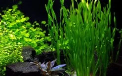 50 Wasserpflanzen, 5 Bunde Und 3 Topfpflanzen Für Ein 60 Liter Aquarium -Qualitätsgeschäft Für Garten Und Outdoor S050 1 15 2