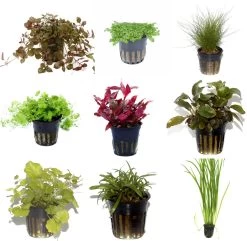 10 Töpfe Und 10 Bunde, Wasserpflanzen-Set Für Ein 200 Liter Aquarium