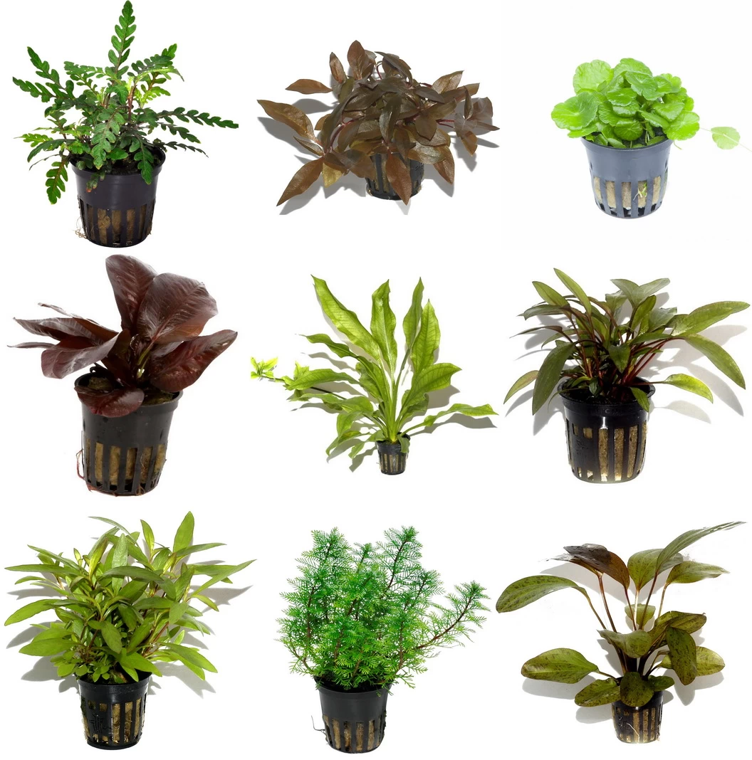 10 Töpfe Und 10 Bunde, Wasserpflanzen-Set Für Ein 200 Liter Aquarium 2 10 Töpfe Und 10 Bunde, Wasserpflanzen-Set Für Ein 200 Liter Aquarium – Bild 2