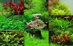 5 Töpfe Und 5 Bunde, Wasserpflanzen-Set Für Ein 100 Liter Aquarium -Qualitätsgeschäft Für Garten Und Outdoor S050 1 6 1