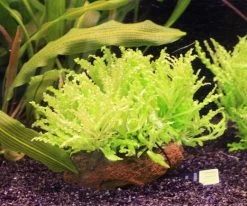 Kleiner Stern 'Daonoi' / Pogostemon Helferi Auf Lavastein - Gr. M