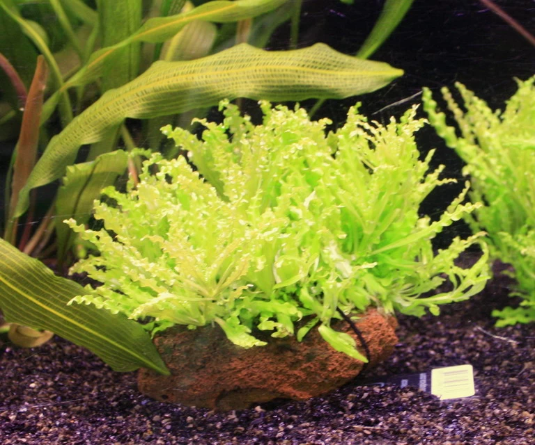 Kleiner Stern 'Daonoi' / Pogostemon Helferi Auf Lavastein - Gr. M 1 Kleiner Stern 'Daonoi' / Pogostemon Helferi Auf Lavastein - Gr. M