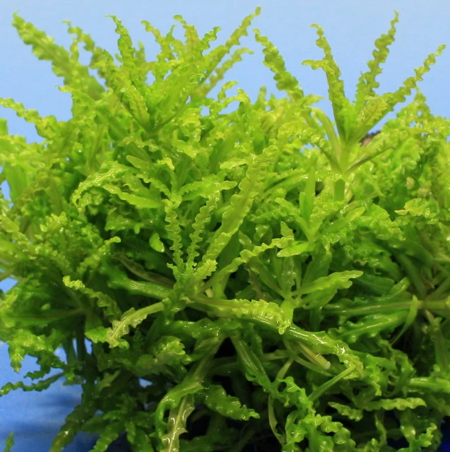 Kleiner Stern 'Daonoi' / Pogostemon Helferi Auf Lavastein - Gr. M 2 Kleiner Stern 'Daonoi' / Pogostemon Helferi Auf Lavastein - Gr. M – Bild 2