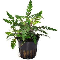 Bizarres Wasserpflanzen Sortiment - 4 Töpfe, Set Incl. Roten Pflanzen -Qualitätsgeschäft Für Garten Und Outdoor S070 1 10