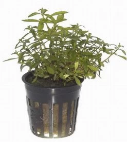 Bizarres Wasserpflanzen Sortiment - 4 Töpfe, Set Incl. Roten Pflanzen -Qualitätsgeschäft Für Garten Und Outdoor S070 1 7