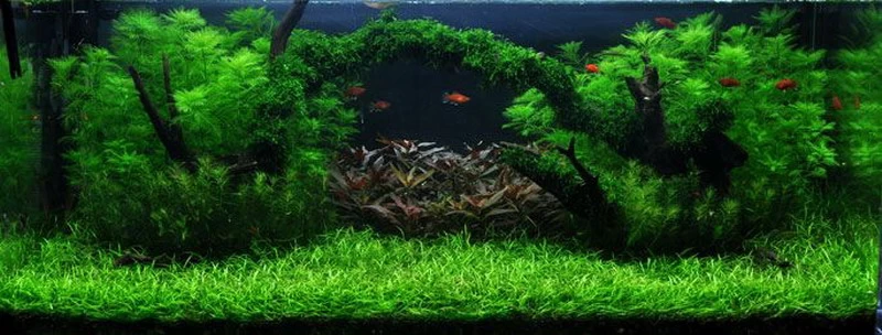 Unterwasser-Landschaft Moosbrücke Für 400 Liter Aquarium 1 Unterwasser-Landschaft Moosbrücke Für 400 Liter Aquarium