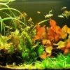 Unterwasser-Landschaft Lotuswelt Für Ein 300 Liter Aquarium