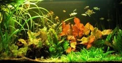 Unterwasser-Landschaft Lotuswelt Für Ein 500 Liter Aquarium