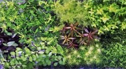 Unterwasser-Landschaft Holland-Aquarium Für Ein 200 Liter Aquarium 8 Unterwasser-Landschaft Holland-Aquarium Für Ein 200 Liter Aquarium -Qualitätsgeschäft Für Garten Und Outdoor S4 200wf 1 3 1