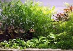Unterwasser-Landschaft Holland-Aquarium Für Ein 500 Liter Aquarium 9 Unterwasser-Landschaft Holland-Aquarium Für Ein 500 Liter Aquarium -Qualitätsgeschäft Für Garten Und Outdoor S4 200wf 1 4 5