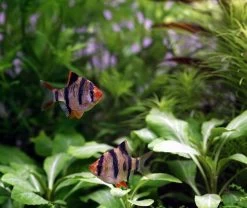 Unterwasser-Landschaft Holland-Aquarium Für Ein 100 Liter Aquarium 10 Unterwasser-Landschaft Holland-Aquarium Für Ein 100 Liter Aquarium -Qualitätsgeschäft Für Garten Und Outdoor S4 200wf 1 5 2