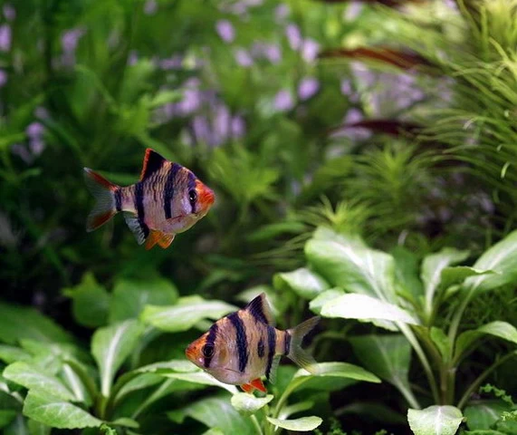 Unterwasser-Landschaft Holland-Aquarium Für Ein 100 Liter Aquarium 5 Unterwasser-Landschaft Holland-Aquarium Für Ein 100 Liter Aquarium – Bild 5