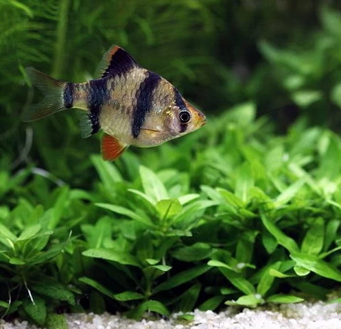 Unterwasser-Landschaft Holland-Aquarium Für Ein 500 Liter Aquarium 6 Unterwasser-Landschaft Holland-Aquarium Für Ein 500 Liter Aquarium – Bild 6