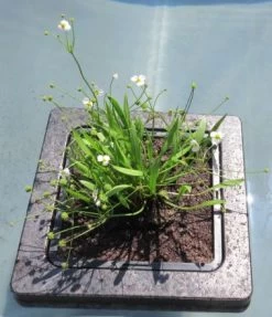 Insel Mit Baldellia Ranunculoides / Gewöhnlicher Igelschlauch, Hellrosa