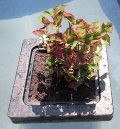 Insel Mit Houttuynia Cordata Chameleon / Chamäleon-Pflanze