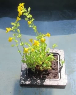 Insel Mit Mimulus Luteus / Gelbe Gauklerblume