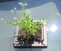 Insel Mit Myosotis Palustris / Sumpfvergißmeinnicht