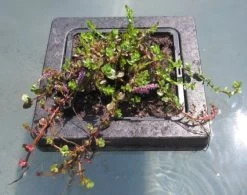 Insel Mit Rotala Indica / Kleinblättrige Rotala