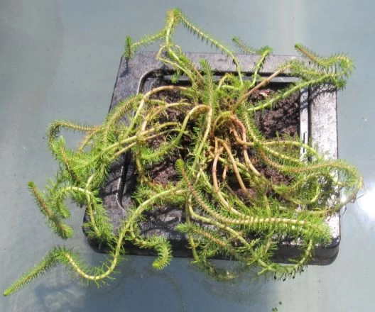 Insel Mit Myriophyllum Crispata / Feines Tausendblatt 1 Insel Mit Myriophyllum Crispata / Feines Tausendblatt