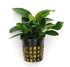Anubias Quartett: 4x Anubias-Töpfe = Barteri + Nana + Petite + Golden, Barschfeste Wasserpflanzen 8 Anubias Quartett: 4x Anubias-Töpfe = Barteri + Nana + Petite + Golden, Barschfeste Wasserpflanzen -Qualitätsgeschäft Für Garten Und Outdoor S6 4wf 1 8