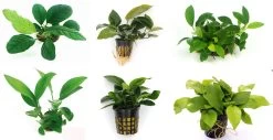 Anubias Sextett: 6x Anubias-Töpfe = Barteri + Nana + Petite + Golden + Coffeefolia + Congensis, Barschfeste Wasserpflanzen