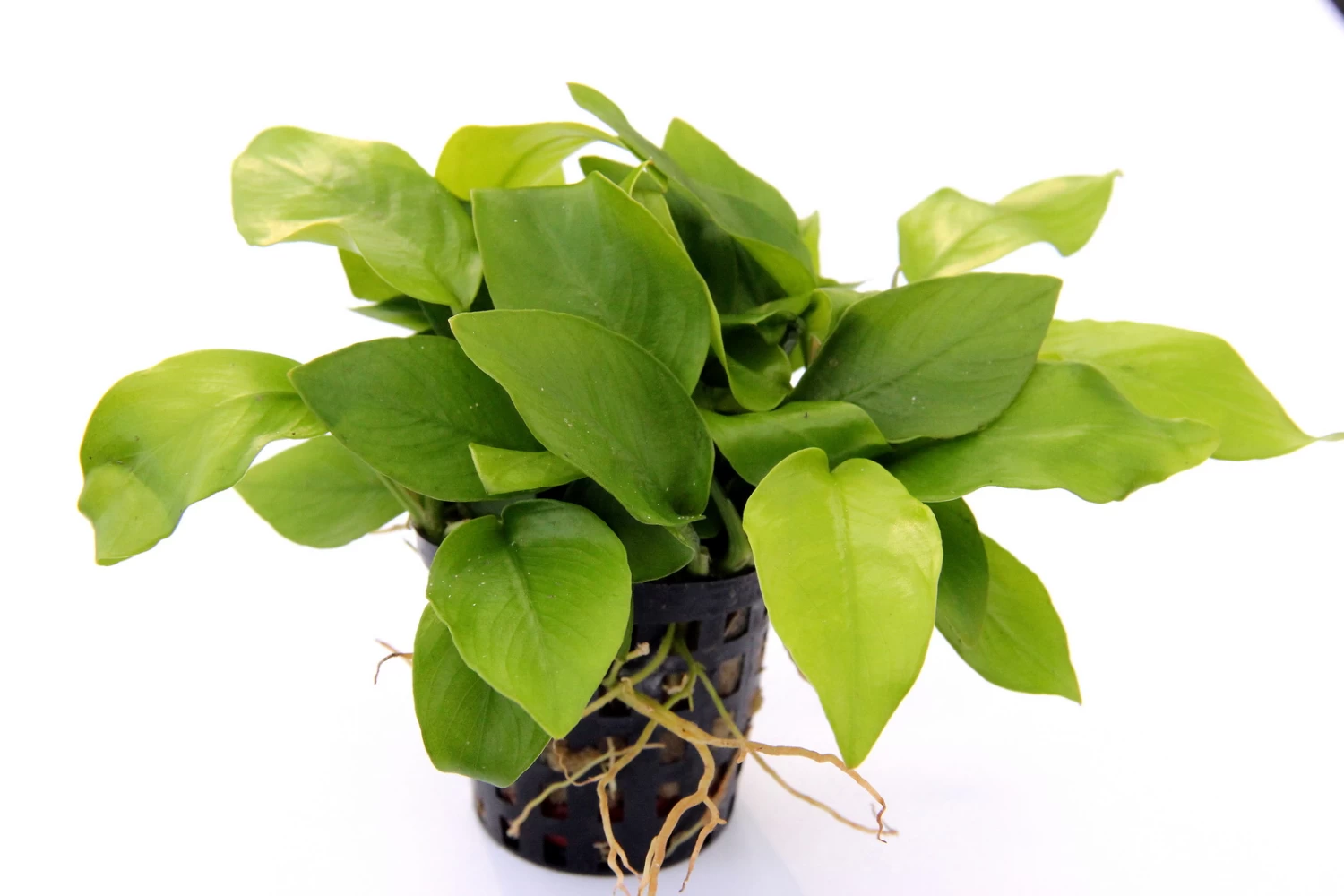 Anubias Sextett: 6x Anubias-Töpfe = Barteri + Nana + Petite + Golden + Coffeefolia + Congensis, Barschfeste Wasserpflanzen 7 Anubias Sextett: 6x Anubias-Töpfe = Barteri + Nana + Petite + Golden + Coffeefolia + Congensis, Barschfeste Wasserpflanzen – Bild 7