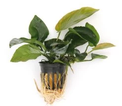 Anubias Sextett: 6x Anubias-Töpfe = Barteri + Nana + Petite + Golden + Coffeefolia + Congensis, Barschfeste Wasserpflanzen 10 Anubias Sextett: 6x Anubias-Töpfe = Barteri + Nana + Petite + Golden + Coffeefolia + Congensis, Barschfeste Wasserpflanzen -Qualitätsgeschäft Für Garten Und Outdoor S6 6wf 1 4