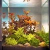 Ludwigia Cube 30 Liter - Pflanzenlandschaft Für Einen 30 Liter Nano Cube