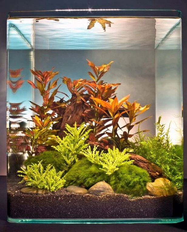 Ludwigia Cube 30 Liter - Pflanzenlandschaft Für Einen 30 Liter Nano Cube 1 Ludwigia Cube 30 Liter - Pflanzenlandschaft Für Einen 30 Liter Nano Cube