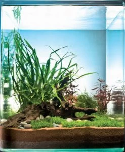 In-Vitro Riccardia Cube 30 Liter - Pflanzenlandschaft Für Einen 30 Liter Nano Cube