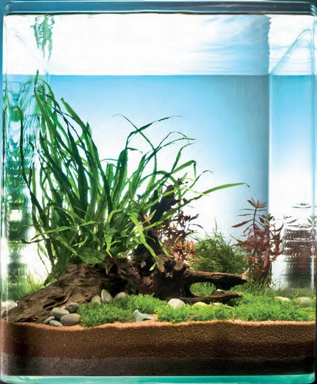 In-Vitro Riccardia Cube 30 Liter - Pflanzenlandschaft Für Einen 30 Liter Nano Cube 1 In-Vitro Riccardia Cube 30 Liter - Pflanzenlandschaft Für Einen 30 Liter Nano Cube