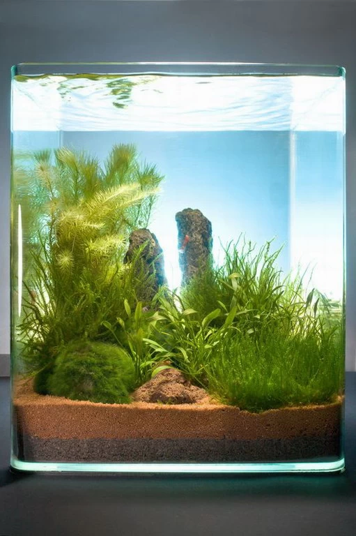 In-Vitro Moos Cube 20 Liter - Pflanzenlandschaft Für Einen 20 Liter Nano Cube 1 In-Vitro Moos Cube 20 Liter - Pflanzenlandschaft Für Einen 20 Liter Nano Cube