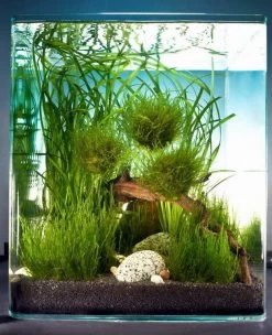 Biosphere Cube 30 Liter - Pflanzenlandschaft Für Einen 30 Liter Nano Cube